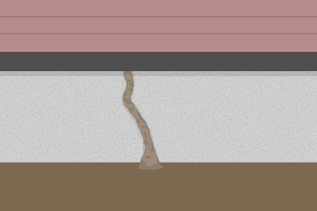 シロアリの蟻道