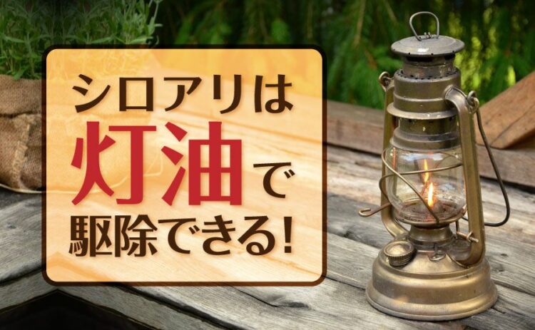 シロアリは灯油で駆除することができる！気になる方法をご紹介します