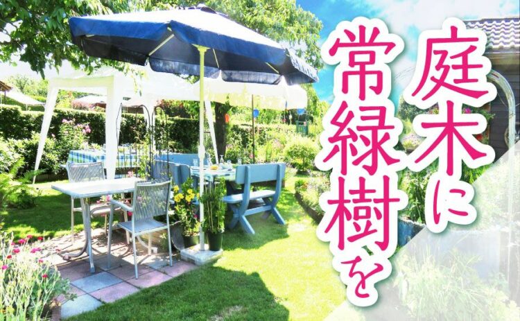1年中緑が楽しめる庭木に常緑樹を!選ぶポイントとお手入れ方法は?