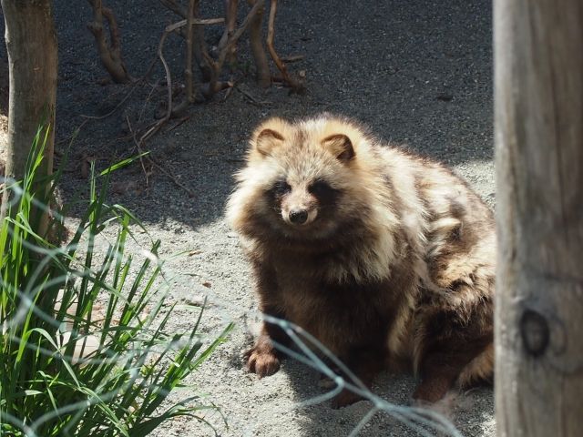 そもそもアライグマってどんな動物なの？