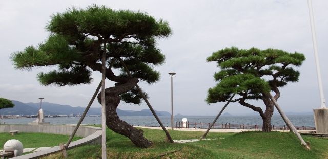 五葉松の剪定の基本をおさらい
