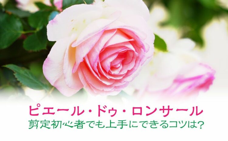 ピエール・ドゥ・ロンサールの剪定が初心者でも上手にできるコツは？