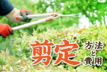 剪定とは「枝木を切って整えること」剪定する方法や費用もご紹介！