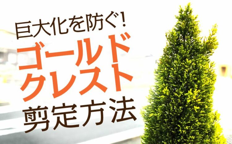 ゴールドクレストの剪定をして巨大化を防ごう!その時期や方法は