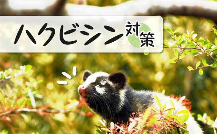 ハクビシンの特徴を知って対策を!ハクビシンは凶暴で注意が必要?