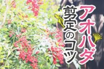 アオハダの剪定のコツとは？シンボルツリーの育て方とポイント