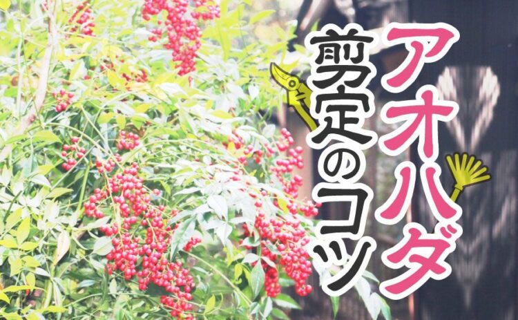 アオハダの剪定のコツとは?シンボルツリーの育て方とポイント