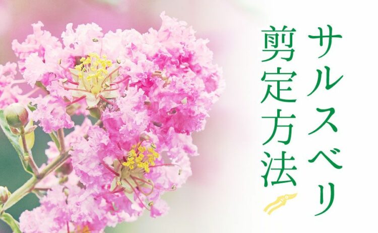 サルスベリの剪定方法を紹介!正しい手入れできれいな花を咲かせよう