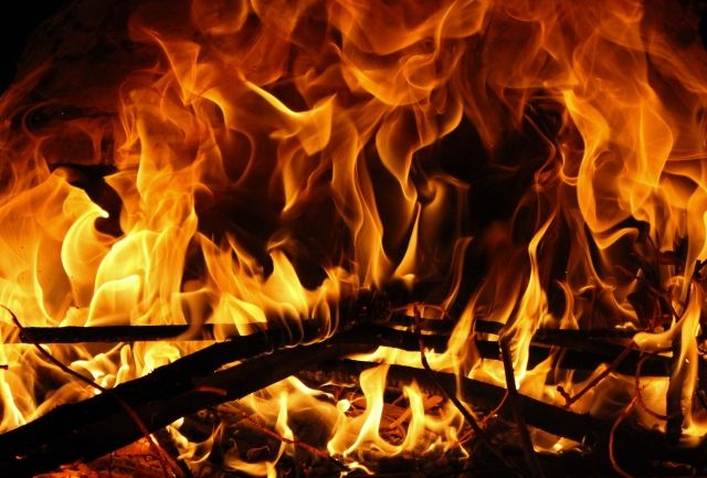 庭木でシロアリを見つけたらすぐに駆除しよう