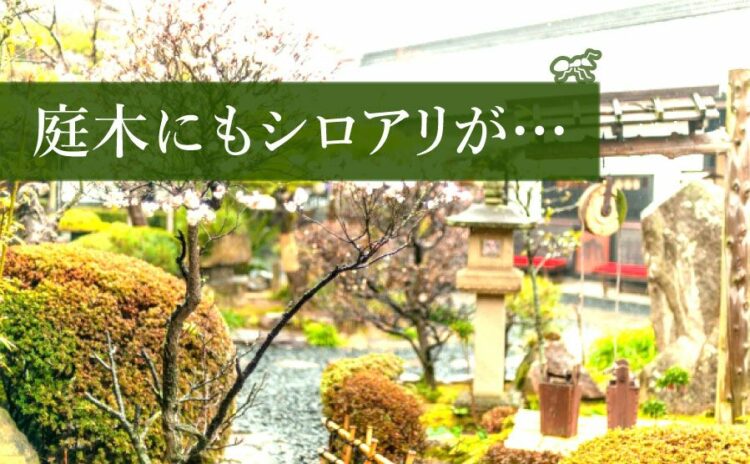 庭木にもシロアリが！正しい駆除方法と対策を知って再発防止をしよう