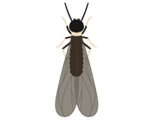 ヤマトシロアリ(羽アリ)