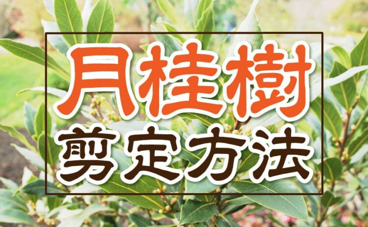 月桂樹の剪定方法と注意すべき害虫や病気とは?詳しくご紹介します!
