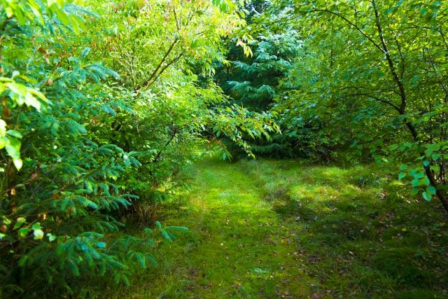 シロアリが好む環境のひとつが「庭木」