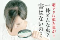 羽アリに似た虫の正体を特定！判別するポイントと正しい対処法