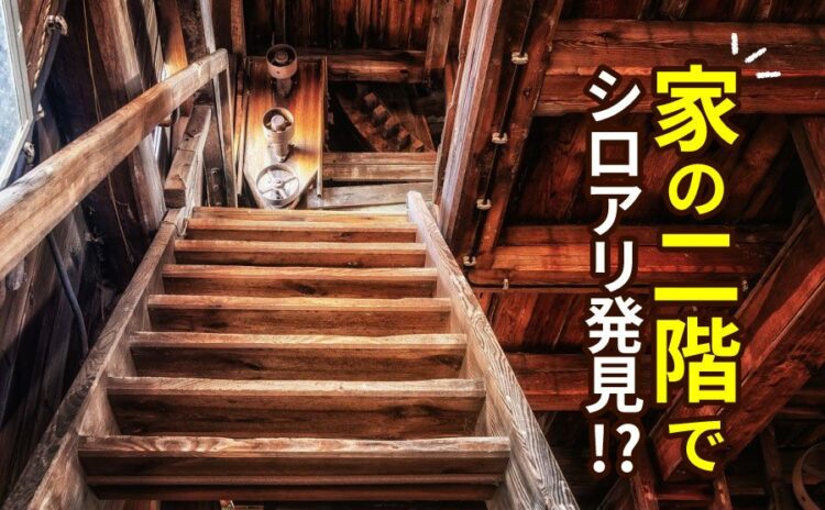 家の二階でシロアリ発見！どうして？その理由と対処方法とは