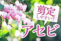 アセビは剪定しやすい？時期と方法・剪定のポイントも紹介します！