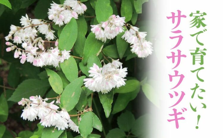 サラサウツギの花が綺麗なので家で育てたい。どうやって育てたらいいだろうか?