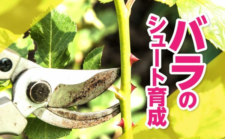 バラはシュート次第で美しくなる!?シュート育成のポイントを解説