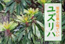 ユズリハの剪定は最小限でいい！育て方のポイントと注意点を解説！