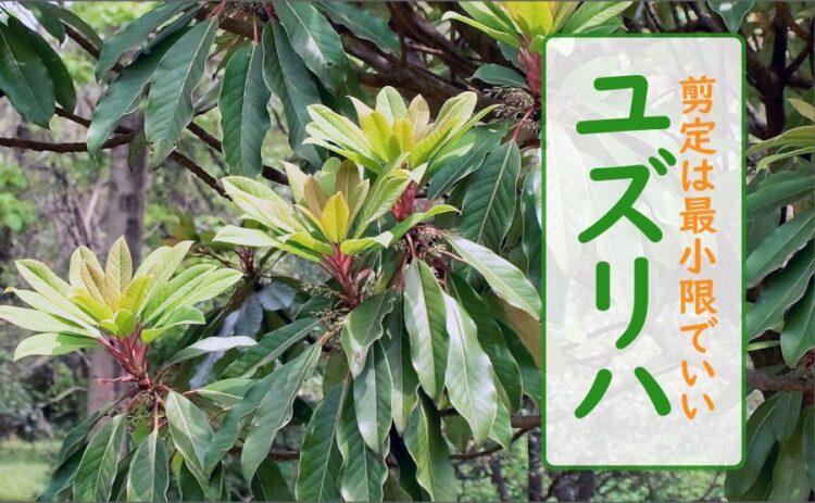 ユズリハの剪定は最小限でいい！育て方のポイントと注意点を解説！