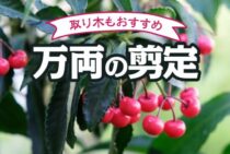 万両の剪定方法を紹介！葉を残したまま剪定するには取り木もおすすめ