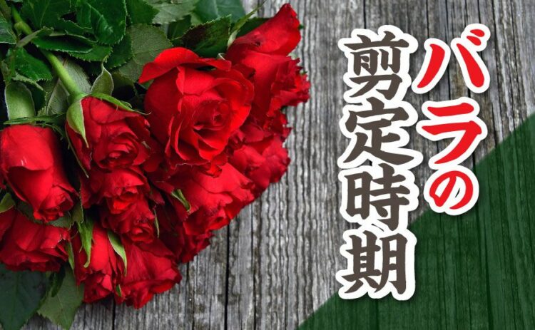 バラの剪定時期と方法を種類ごとに解説!場合によっては業者に依頼を