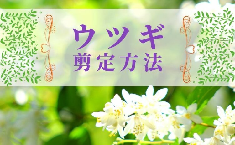 ウツギは剪定でもっと美しくなる。そのための剪定方法をご紹介