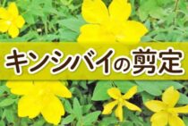 キンシバイの剪定のコツ。枝が多くなるキンシバイを美しく整える方法