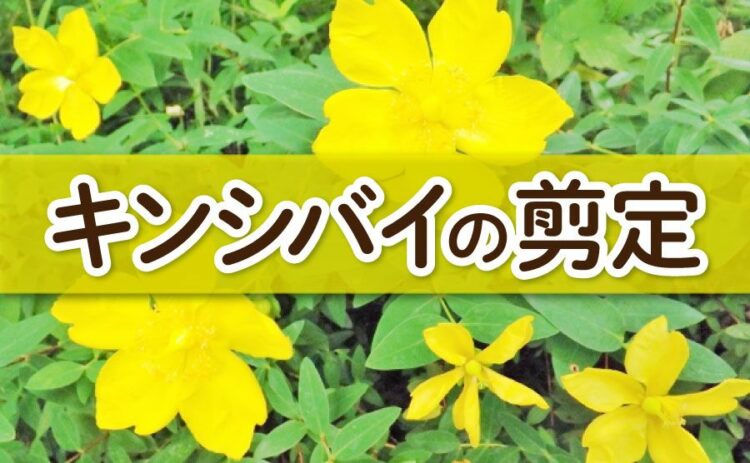 キンシバイの剪定のコツ。枝が多くなるキンシバイを美しく整える方法