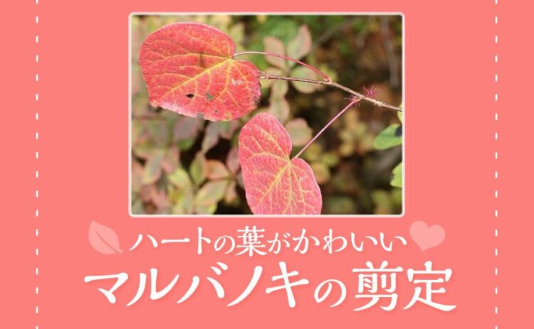 初心者にはマルバノキがおすすめ!かわいらしいハートの葉を楽しもう