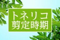 トネリコの剪定の仕方とは！？トネリコとシマトネリコの違いも解説！