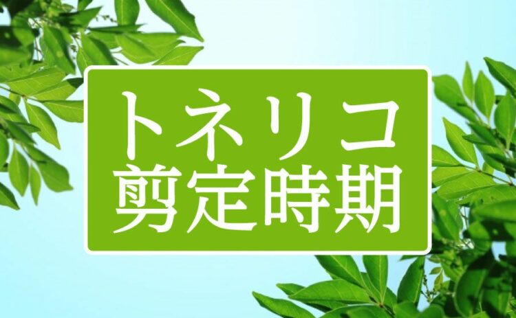 トネリコの剪定時期や方法を知ろう!シマトネリコとの違いは