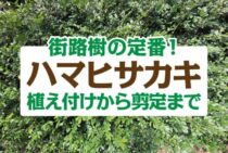 街路樹の定番ハマヒサカキの育て方！植えつけから剪定まで