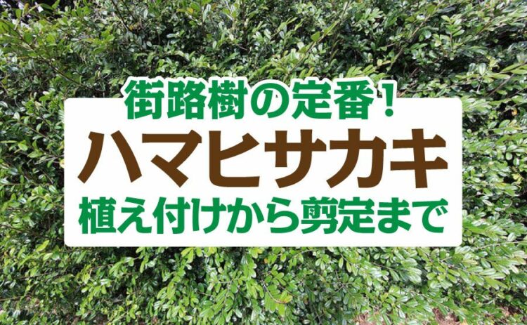 街路樹の定番ハマヒサカキの育て方!植えつけから剪定まで