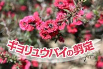 ギョリュウバイの剪定方法を解説！上手なお手入れで楽しく育てよう！