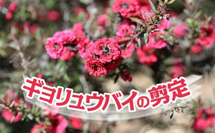 ギョリュウバイの剪定方法を解説!上手なお手入れで楽しく育てよう!