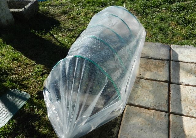 霜に気を付ければ冬越しできる