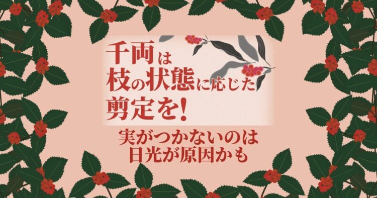 千両の剪定は枝の年齢によって変えよう!実をつける育てかたもご紹介