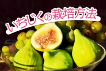 【いちじくの栽培方法】植え方とコツをつかんでおいしく育てよう！
