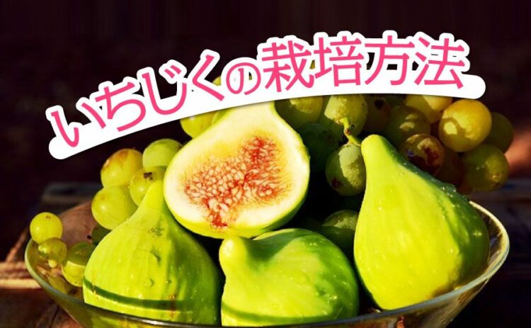 【いちじくの栽培方法】植え方とコツをつかんでおいしく育てよう!