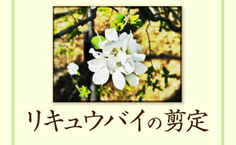 リキュウバイを剪定するときのポイントは?お手入れのコツを覚えよう