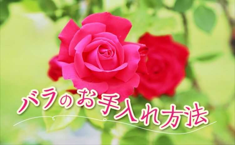 きれいな花を咲かせるために…バラのお手入れ方法を季節ごとに解説！