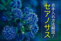 セアノサスの特徴を知ろう！日当たりや剪定など育てる方法も解説！
