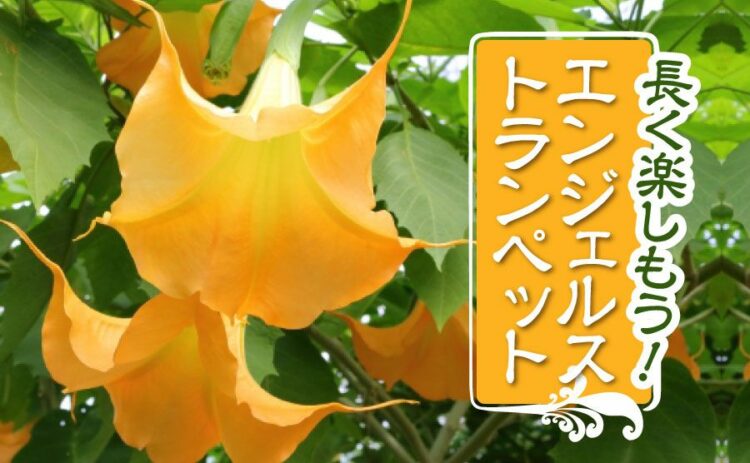 魅力的なエンジェルストランペット!美しい花を咲かせ長く楽しむ方法