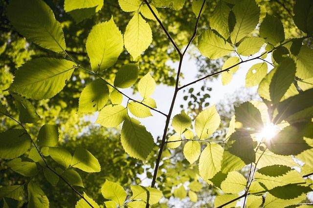 サラサウツギの花が綺麗なので家で育てたい。どうやって育てたらいいだろうか？