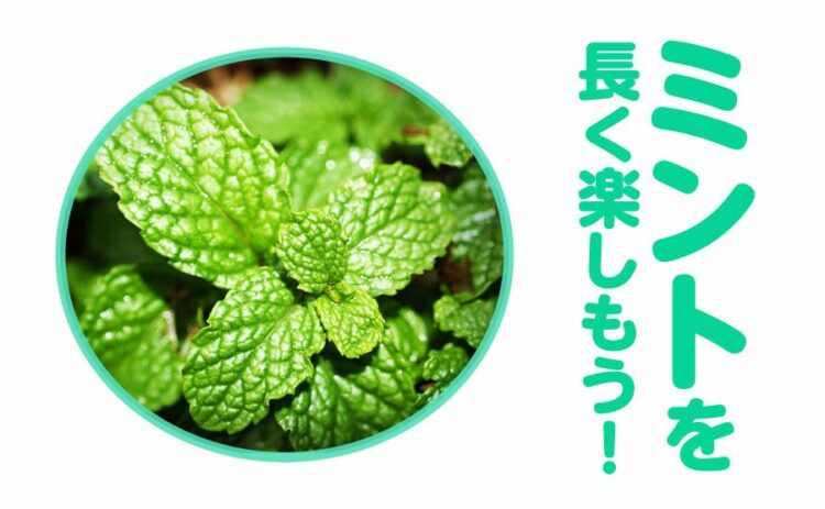 ミントの剪定は思い切りが大事!香りよいミントを長く楽しむコツとは