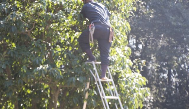 剪定すべき枝の特徴と注意点