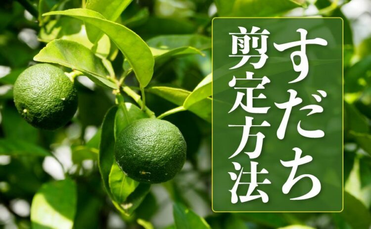 すだちの剪定方法とは?剪定の時期や必要な道具までたっぷりご紹介!