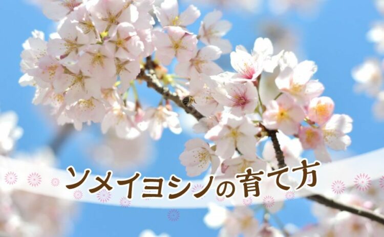 ソメイヨシノの育て方まとめ!本当は必要な剪定の注意点をご紹介!