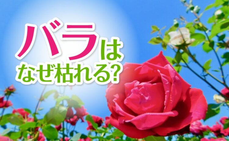 バラが枯れるのはなぜ?原因を知って二度と枯れないように対策しよう